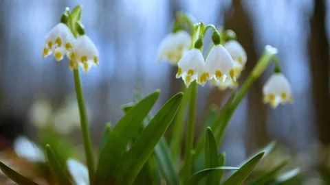 Beautiful snowdrop flowers at spring. Stock Footage 74133125