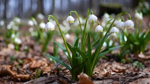 Beautiful snowdrop flowers at spring. Stock Footage 74133133