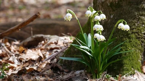Beautiful snowdrop flowers at spring. Stock Footage 74133137