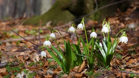Beautiful snowdrop flowers at spring. Stock Footage 74133175