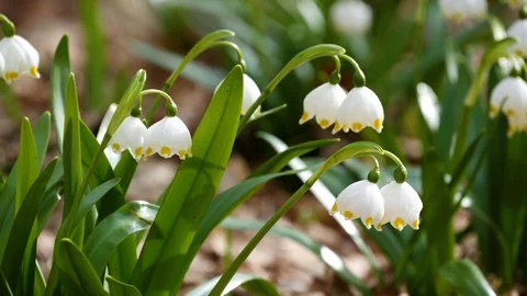 Beautiful Snowdrop Flowers At Spring. Stock Footage 74224946