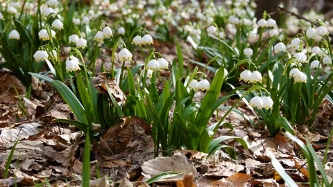 Beautiful Snowdrop Flowers At Spring. Stock Footage 74224963