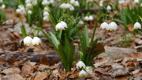 Beautiful Snowdrop Flowers At Spring. Stock Footage 74224996