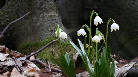 Beautiful Snowdrop Flowers At Spring. Stock Footage 74225009