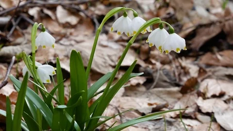 Beautiful Snowdrop Flowers At Spring. Stock Footage 74225037