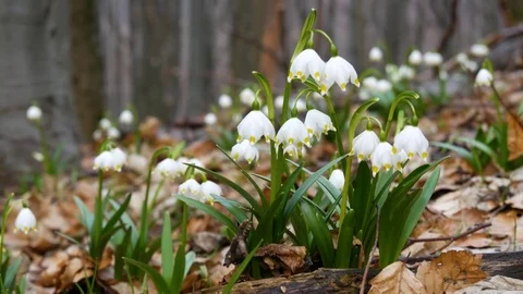 Beautiful Snowdrop Flowers At Spring. Stock Footage 74225074