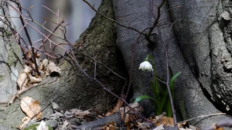 Beautiful Snowdrop Flowers At Spring. Stock Footage 74225132