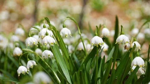 Beautiful Snowdrop Flowers At Spring. Stock Footage 74225135