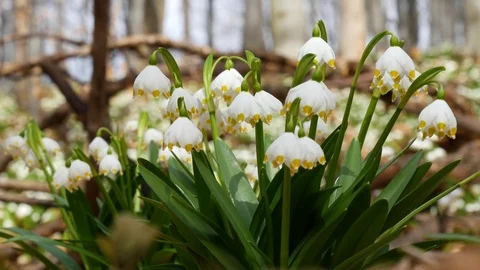 Beautiful Snowdrop Flowers At Spring. Stock Footage 74225283
