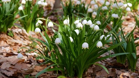 Beautiful Snowdrop Flowers At Spring. Stock Footage 74225340