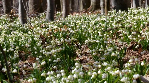 Beautiful Snowdrop Flowers At Spring. Stock Footage 74225425