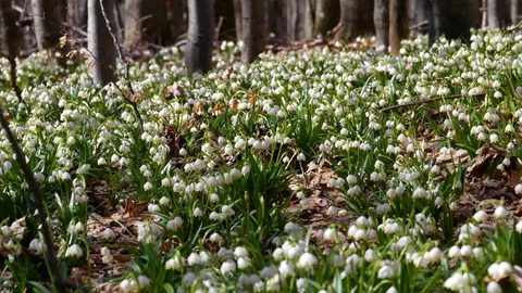 Beautiful snowdrop flowers at spring. Stock Footage 74225446