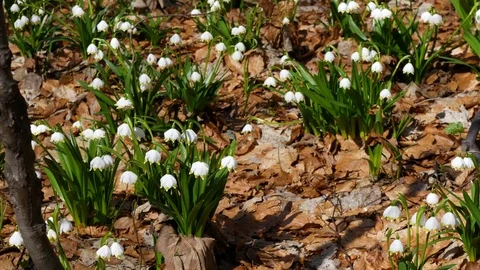 Beautiful Snowdrop Flowers At Spring. Stock Footage 74225532