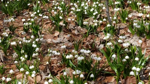 Beautiful Snowdrop Flowers At Spring. Stock Footage 74225534