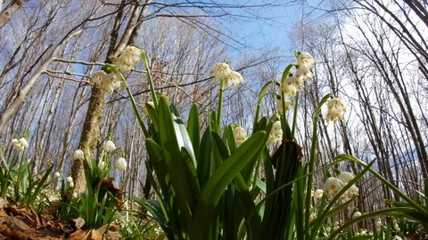 Beautiful Snowdrop Flowers At Spring. Stock Footage 74225565