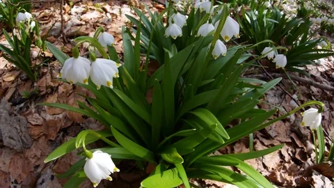Beautiful Snowdrop Flowers At Spring. Stock Footage 74225577