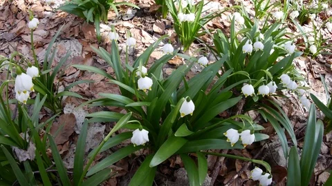 Beautiful Snowdrop Flowers At Spring. Stock Footage 74225601