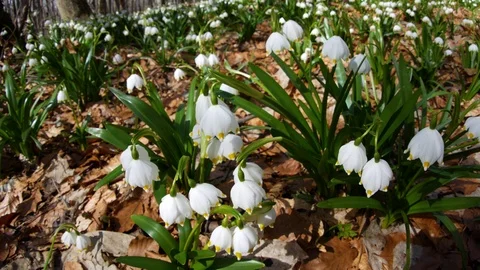 Beautiful Snowdrop Flowers At Spring. Stock Footage 74225606