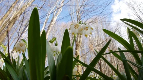 Beautiful Snowdrop Flowers At Spring. Stock Footage 74225616