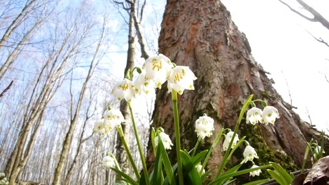 Beautiful Snowdrop Flowers At Spring. Stock Footage 74225637