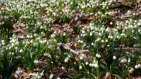 Beautiful snowdrop flowers at spring. Horizontal panning. Stock Footage 74225524