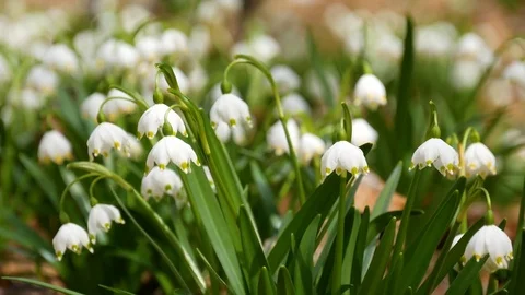 Beautiful snowdrop flowers at spring. Selective focus. Stock Footage 74225142