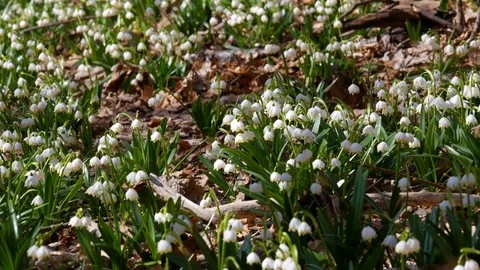 Beautiful snowdrop flowers at spring. Selective focus. Vertical panning. Stock Footage 74225498