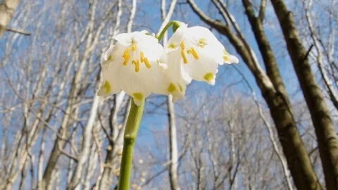 Beautiful snowdrop flowers at spring. Selective focus. Stock Footage 74226222