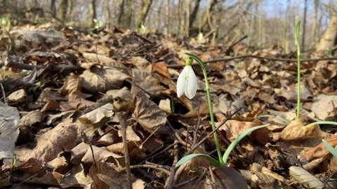 Beautiful snowdrop in the forest. The first spring flowers in sunny weather Stock Footage 266905908