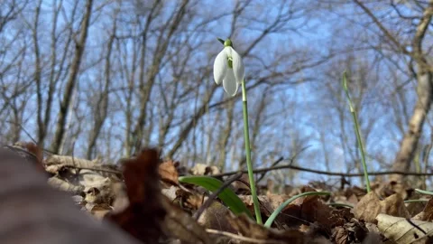 Beautiful snowdrop in the forest. The first spring flowers in sunny weather Stock Footage 266992858