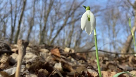 Beautiful snowdrop in the forest. The first spring flowers in sunny weather Stock Footage 267033664