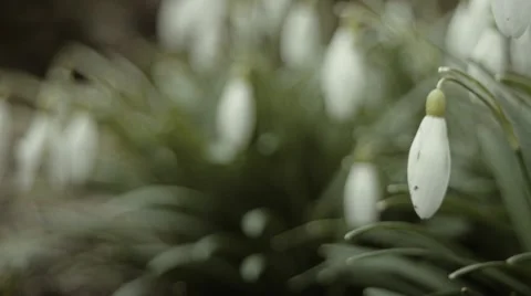 Beautiful snowdrops closeup Stock Footage 62940949