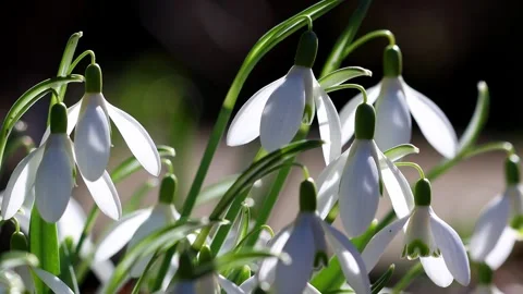 Beautiful snowdrops in early spring 4k 25fps video Stock Footage 330046477
