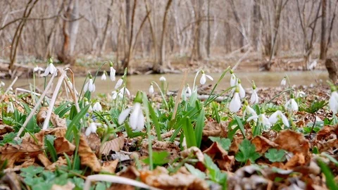 Beautiful Snowdrops in the forest  near the stream early spring Stock Footage