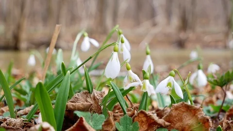Beautiful Snowdrops in the forest  in spring Stock Footage 126574268
