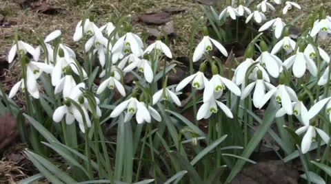 Beautiful snowdrops in the park Stock Footage 22744399