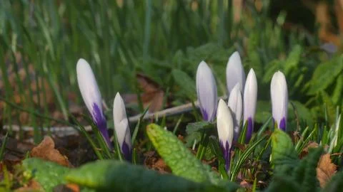 Beautiful snowdrops Stock Photos