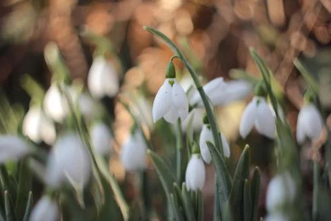 Beautiful snowdrops in spring Foto stock