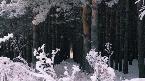 Beautiful snowfall in dark pin forest slow motion shot Stock Footage 83771928