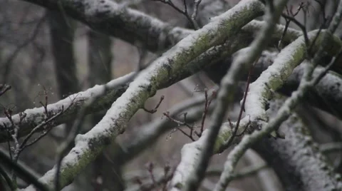 Beautiful snowfall Stock Footage 48756909