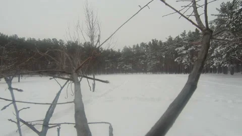 Beautiful snowfall in the forest Stockbeeldmateriaal 148355035