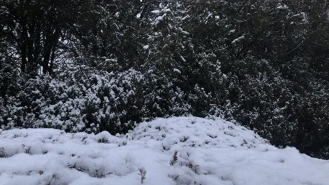 Beautiful snowfall in the forest Stock Footage 159235160