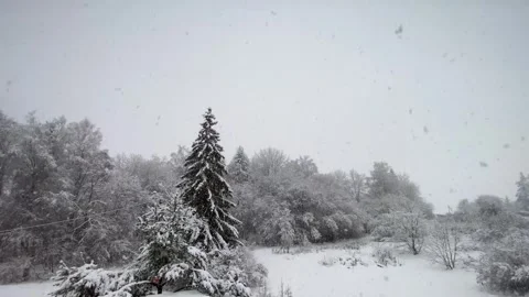 Beautiful snowfall in the forest Vídeos de archivo 258343822