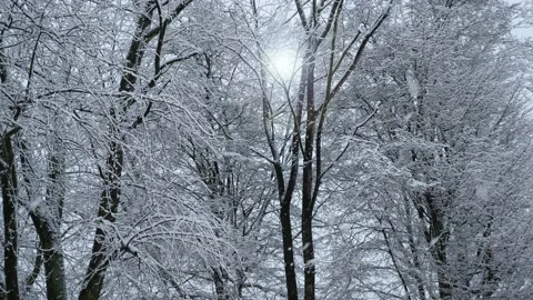 Beautiful snowfall in front of trees Stock Footage 237329353