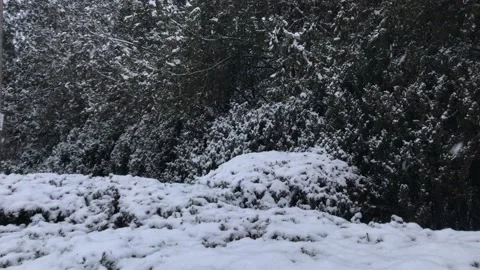 Beautiful snowfall in the garden Stock Footage 159266124