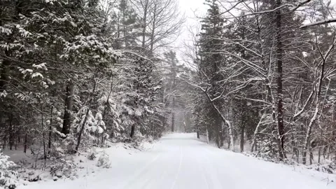 Beautiful snowfall on a narrow road through a dense winter forest Stock Footage 325698046