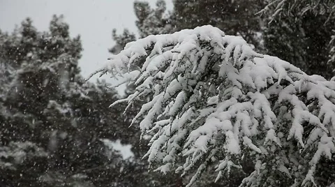 Beautiful snowfall in the tropics Stock Footage 55808564