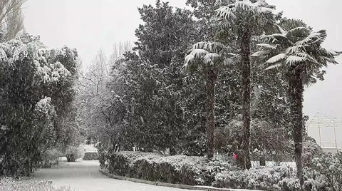 Beautiful snowfall in the tropics Stock Footage 55808673