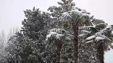 Beautiful snowfall in the tropics Stock Footage 55808742