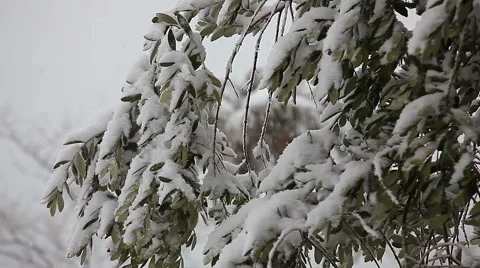Beautiful snowfall in the tropics Stock Footage 55808788